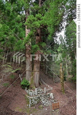 The Three Cedar Trees of Hanase (Sakyo Ward, Kyoto City, Kyoto Prefecture) The Three Cedar Trees of Hanase (Sakyo Ward, Kyoto City, Kyoto Prefecture) 139612641