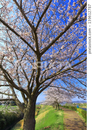 [Hyogo Prefecture] Cherry blossoms in full bloom at Ono Sakurazutsumi Corridor 139612787