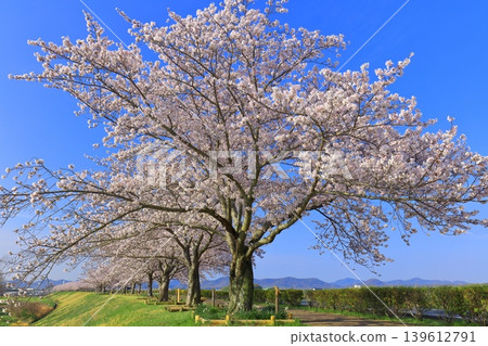 [Hyogo Prefecture] Cherry blossoms in full bloom at Ono Sakurazutsumi Corridor 139612791