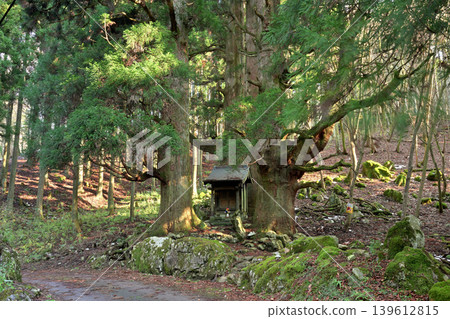 Hozuki Jizo Cedar (Taga Town, Inukami District, Shiga Prefecture) 139612815