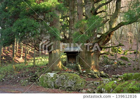 Hozuki Jizo Cedar (Taga Town, Inukami District, Shiga Prefecture) 139612816