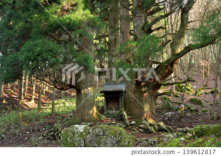 Hozuki Jizo Cedar (Taga Town, Inukami District, Shiga Prefecture) 139612817