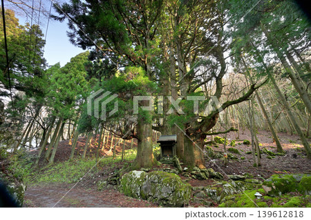 Hozuki Jizo Cedar (Taga Town, Inukami District, Shiga Prefecture) 139612818