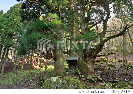 Hozuki Jizo Cedar (Taga Town, Inukami District, Shiga Prefecture) 139612819