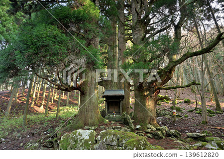 Hozuki Jizo Cedar (Taga Town, Inukami District, Shiga Prefecture) 139612820