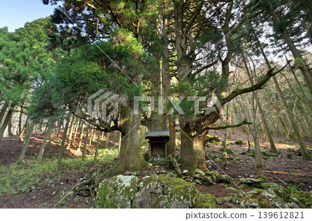 Hozuki Jizo Cedar (Taga Town, Inukami District, Shiga Prefecture) 139612821