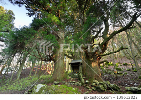 Hozuki Jizo Cedar (Taga Town, Inukami District, Shiga Prefecture) 139612822