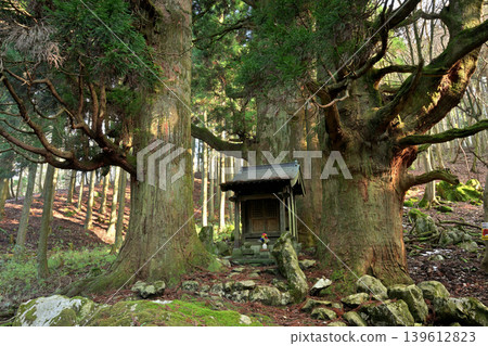 Hozuki Jizo Cedar (Taga Town, Inukami District, Shiga Prefecture) 139612823