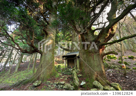Hozuki Jizo Cedar (Taga Town, Inukami District, Shiga Prefecture) 139612824