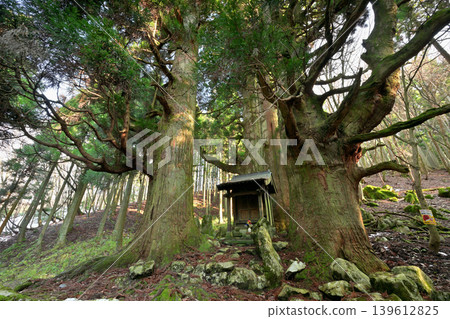 Hozuki Jizo Cedar (Taga Town, Inukami District, Shiga Prefecture) 139612825