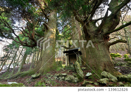 Hozuki Jizo Cedar (Taga Town, Inukami District, Shiga Prefecture) Hozuki Jizo Cedar (Taga Town, Inukami District, Shiga Prefecture) 139612826