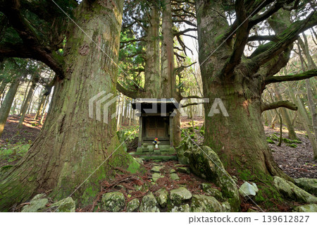 Hozuki Jizo Cedar (Taga Town, Inukami District, Shiga Prefecture) 139612827
