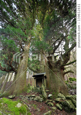 Hozuki Jizo Cedar (Taga Town, Inukami District, Shiga Prefecture) 139612831