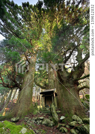 Hozuki Jizo Cedar (Taga Town, Inukami District, Shiga Prefecture) 139612832