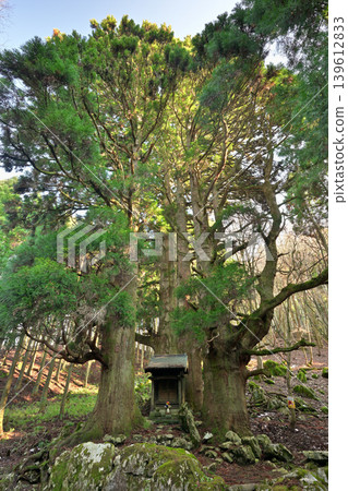 Hozuki Jizo Cedar (Taga Town, Inukami District, Shiga Prefecture) 139612833