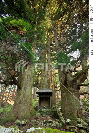 Hozuki Jizo Cedar (Taga Town, Inukami District, Shiga Prefecture) 139612834