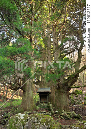 Hozuki Jizo Cedar (Taga Town, Inukami District, Shiga Prefecture) 139612837