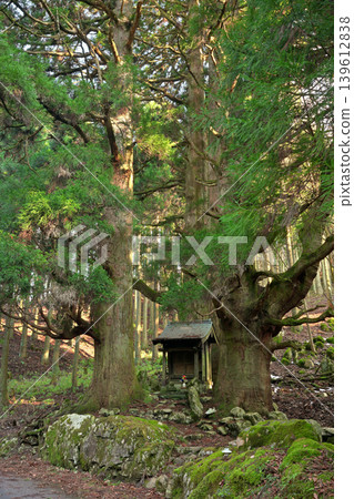 Hozuki Jizo Cedar (Taga Town, Inukami District, Shiga Prefecture) 139612838