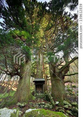 Hozuki Jizo Cedar (Taga Town, Inukami District, Shiga Prefecture) 139612839