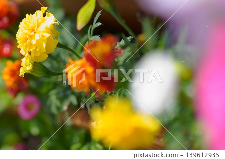 春意盎然的花壇,前景略顯模糊。 春意盎然的花壇,前景略顯模糊。 139612935