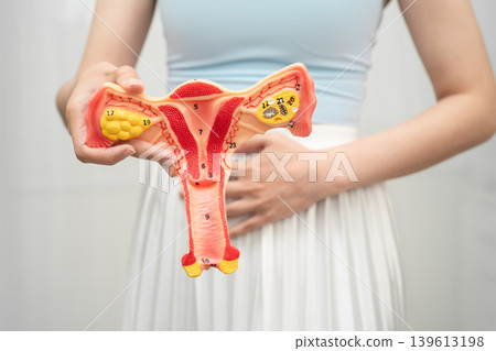 Asian woman holding human uterus anatomy model. Asian woman holding human uterus anatomy model. 139613198