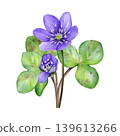 Spring flowers. Watercolor bouquet of purple flowers with green leaves. Hand drawn anemone hepatica, liverwort. Ideal for prints, stationery, wedding design, packaging and branding 139613266