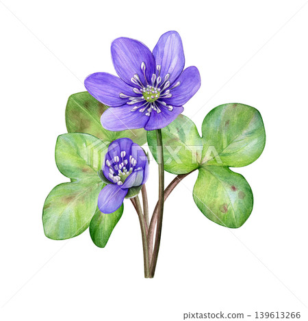 Spring flowers. Watercolor bouquet of purple flowers with green leaves. Hand drawn anemone hepatica, liverwort. Ideal for prints, stationery, wedding design, packaging and branding Spring flowers. Watercolor bouquet of purple flowers with green leaves. Hand drawn anemone hepatica, liverwort. Ideal for prints, stationery, wedding design, packaging and branding 139613266
