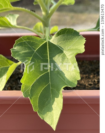 Close-up of Single Young Sunflower Leaf Helianthus Annuus Close-up of Single Young Sunflower Leaf Helianthus Annuus 139613470