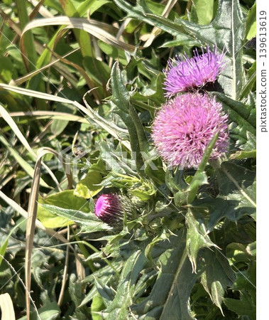 Purple thistle Purple thistle 139613619