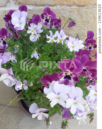 色彩鮮豔的三色堇花瓣 色彩鮮豔的三色堇花瓣 139613620