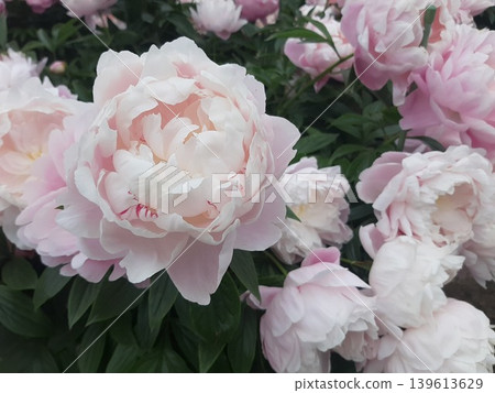 Light pink peony Light pink peony 139613629