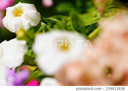 春意盎然的花壇點綴著白色的花朵和柔嫩的木瓜花。 春意盎然的花壇點綴著白色的花朵和柔嫩的木瓜花。 139613636