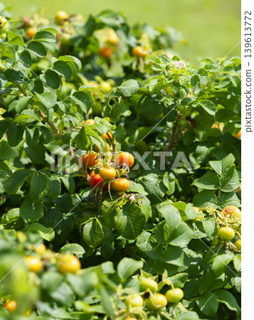 Rosa rugosa bearing fruit Rosa rugosa bearing fruit 139613772