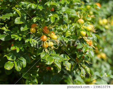 Rosa rugosa bearing fruit Rosa rugosa bearing fruit 139613774