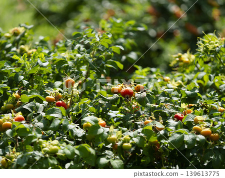 Rosa rugosa bearing fruit Rosa rugosa bearing fruit 139613775