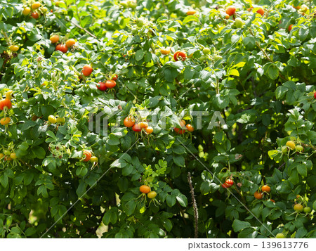Rosa rugosa bearing fruit Rosa rugosa bearing fruit 139613776