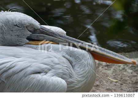 Close-up portrait of a Dalmatian pelican sleeping Close-up portrait of a Dalmatian pelican sleeping 139613807