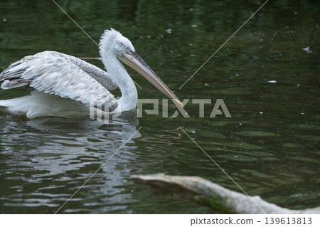 White pelican swimming gracefully on dark pond water with reflection White pelican swimming gracefully on dark pond water with reflection 139613813