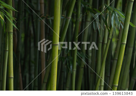 Dark Bamboo Forest Background 139613843