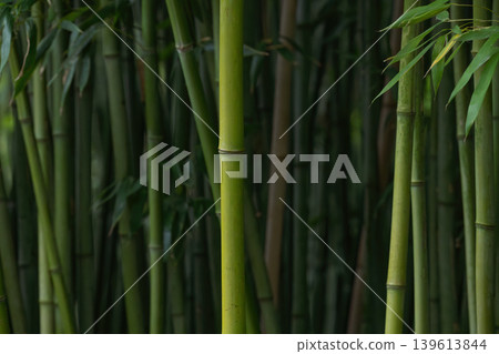Dark Bamboo Forest Background 139613844