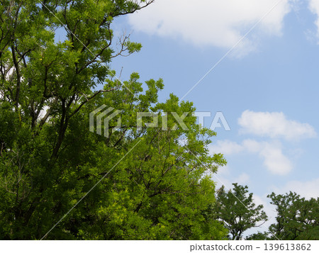 Fresh green trees and blue sky Fresh green trees and blue sky 139613862