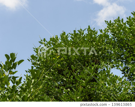 清新的綠樹與藍天風景 139613865