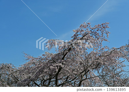 磐城市宮雪山公園的春日景色:藍天白雲,盛開的櫻花枝條與之平行伸展。令人嘆為觀止的美景,也是著名的旅遊景點。橫幅構圖。 磐城市宮雪山公園的春日景色:藍天白雲,盛開的櫻花枝條與之平行伸展。令人嘆為觀止的美景,也是著名的旅遊景點。橫幅構圖。 139613895