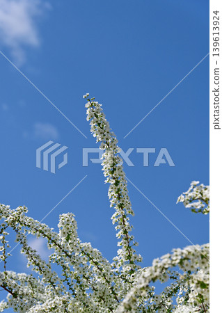 A single branch of spirea stretches straight up against a clear blue sky. Small white flowers of the spirea. Close-up. (Copy space on left and right) A single branch of spirea stretches straight up against a clear blue sky. Small white flowers of the spirea. Close-up. (Copy space on left and right) 139613924