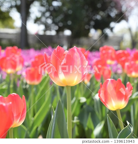 Red tulips, a spring scene Red tulips, a spring scene 139613943