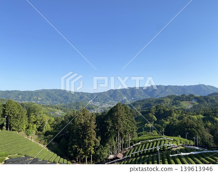 A Japanese tea plantation landscape with blue skies and mountain ranges. 139613946