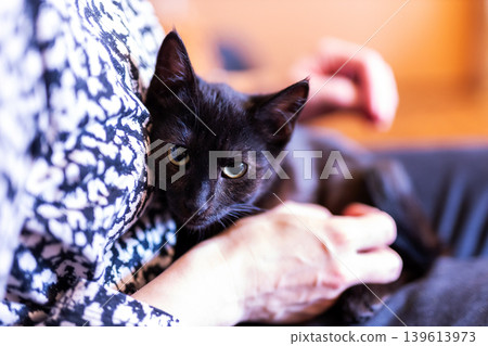 Kind person cares for kitten. Warm indoor setting features trusting black kitten in caring arms Kind person cares for kitten. Warm indoor setting features trusting black kitten in caring arms 139613973