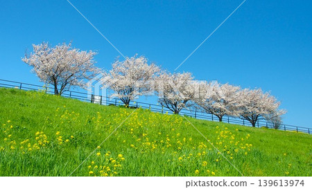 春日清晨，江戶川河岸兩旁油菜花盛開，櫻花也競相綻放。 139613974