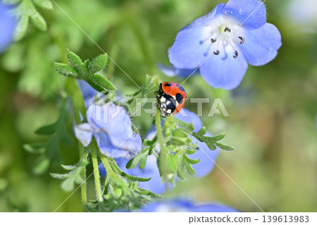 A cute collaboration of nemophila and ladybugs. A cute collaboration of nemophila and ladybugs. 139613983
