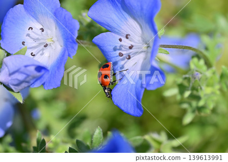 A cute collaboration of nemophila and ladybugs. A cute collaboration of nemophila and ladybugs. 139613991